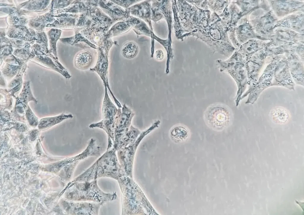 Stem Cells under a microscope