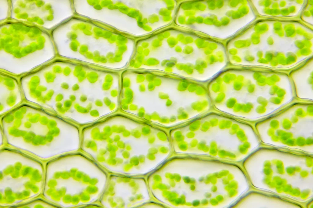 Plant Cells under a microscope