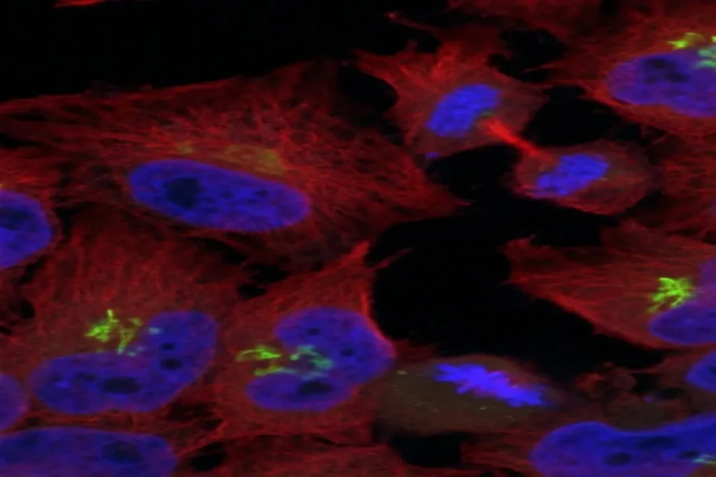 Mammalian cells displayed on a microscope